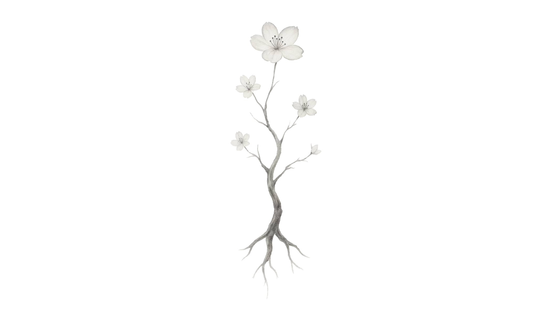 A xieyi painting on a white background, depicting a tree-like form growing from roots with delicate white blossoms. It symbolizes the cycle of life and spiritual purity, bringing a sense of calm harmony to the account page background.